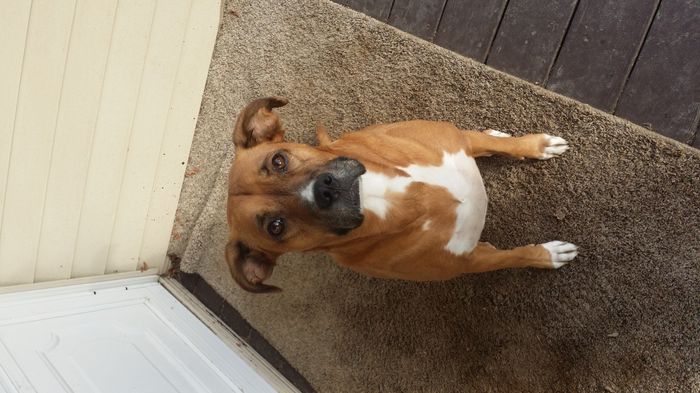 NWR- pets! We love them show me yours :)