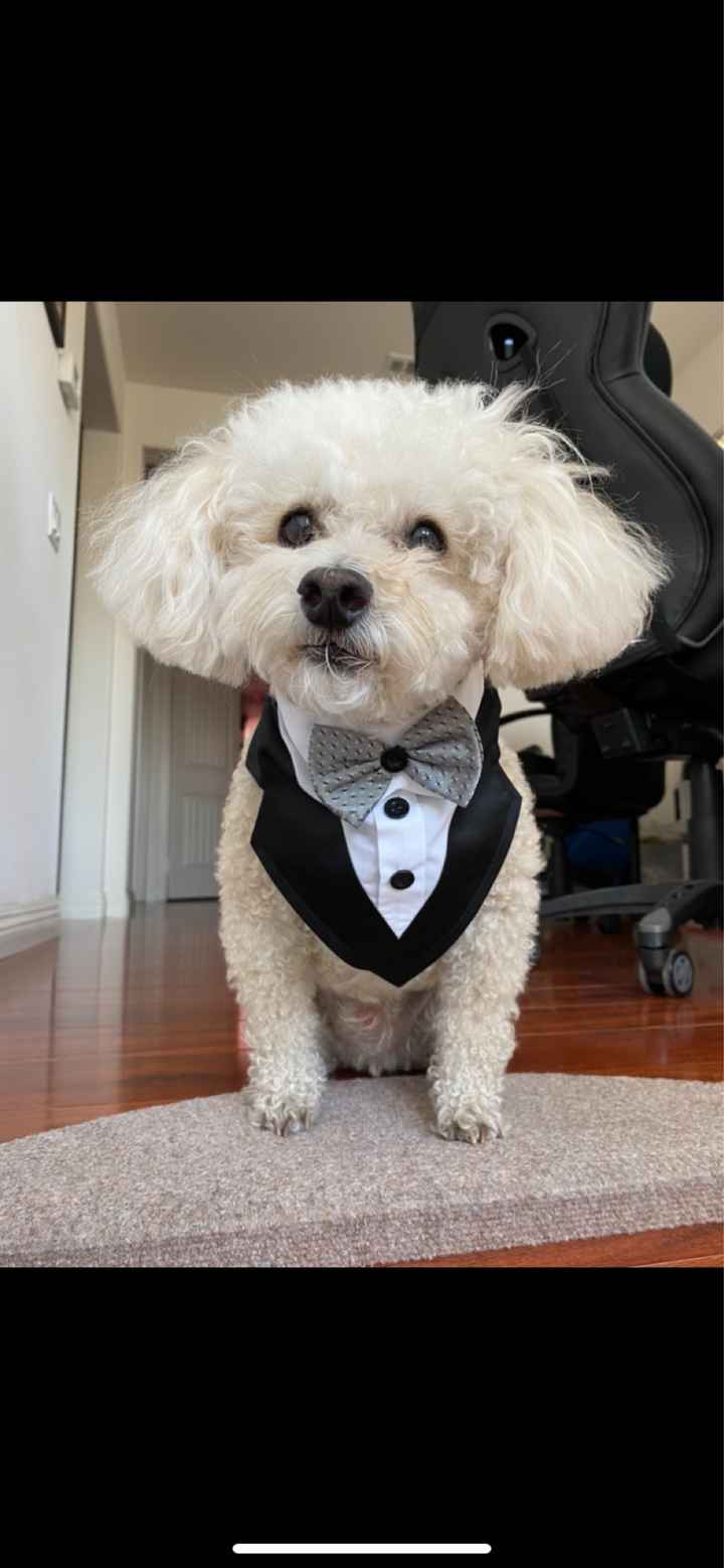 Dogs in ceremony?! - 1