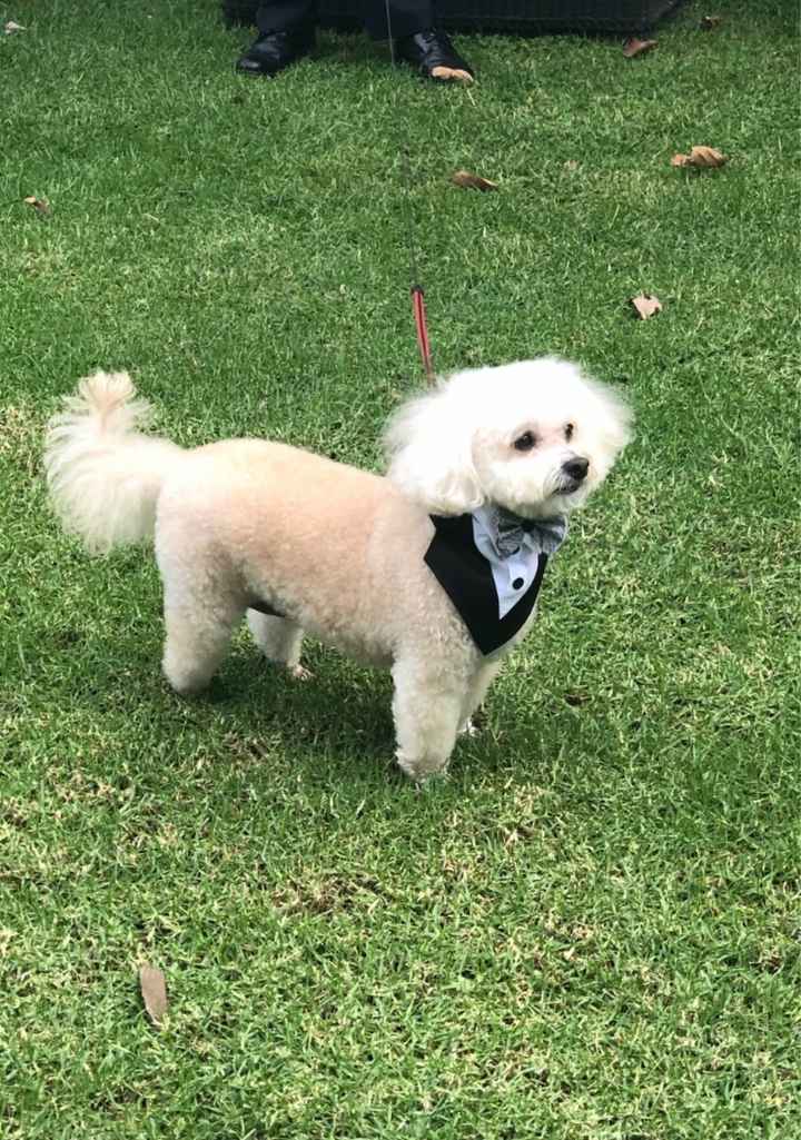 Dogs in ceremony?! - 2