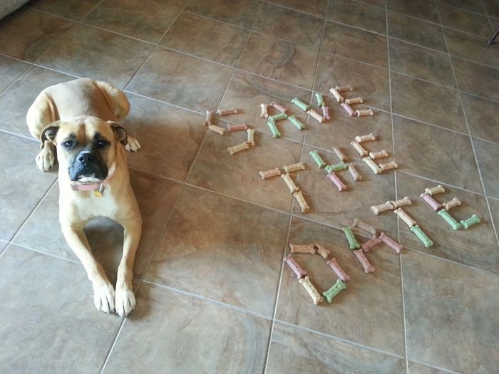 NWR: Pet Post