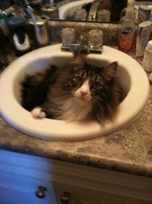 Let's see your pets!