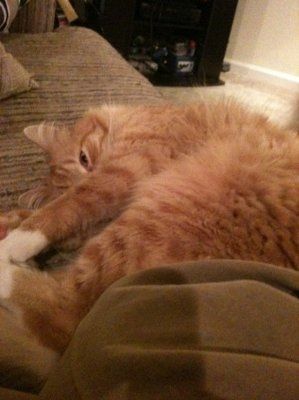 Let's see your pets!
