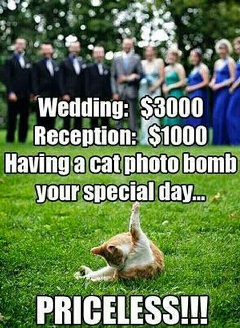 Help retract the cat claws!