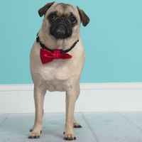 Why do I love my dog so much?