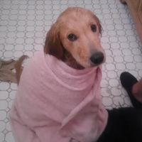 NWR: Lets See Your Fur Babies!