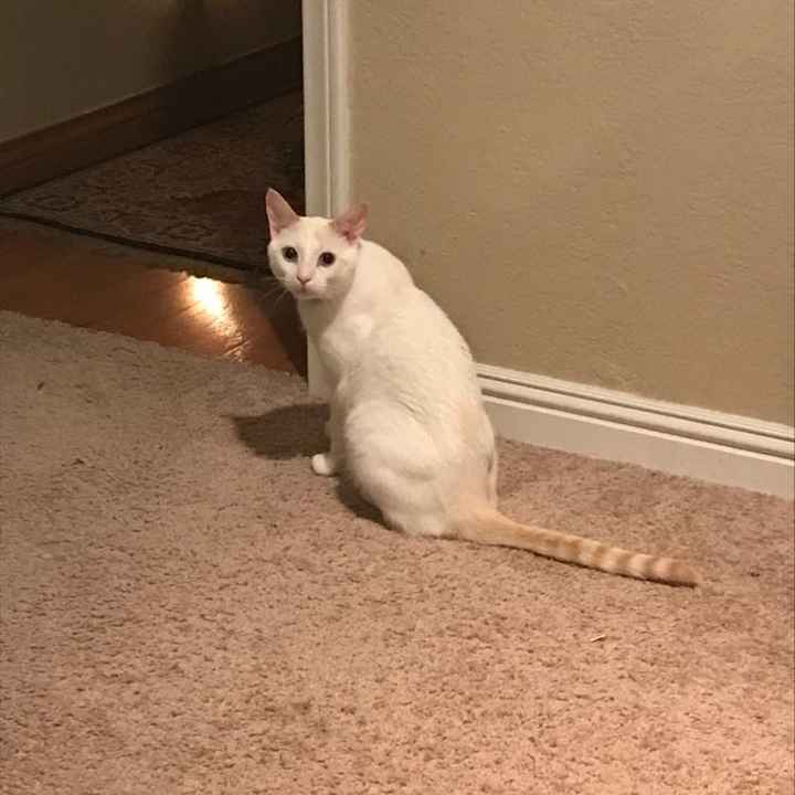 Furbabies?(non wedding post)