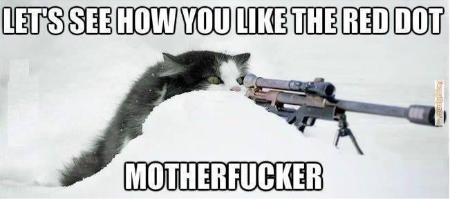 For Emmy's and those of us that enjoy the cat memes