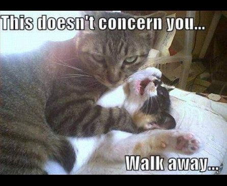 For Emmy's and those of us that enjoy the cat memes