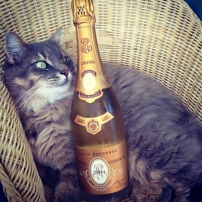 I need some advice on the alcohol subject......