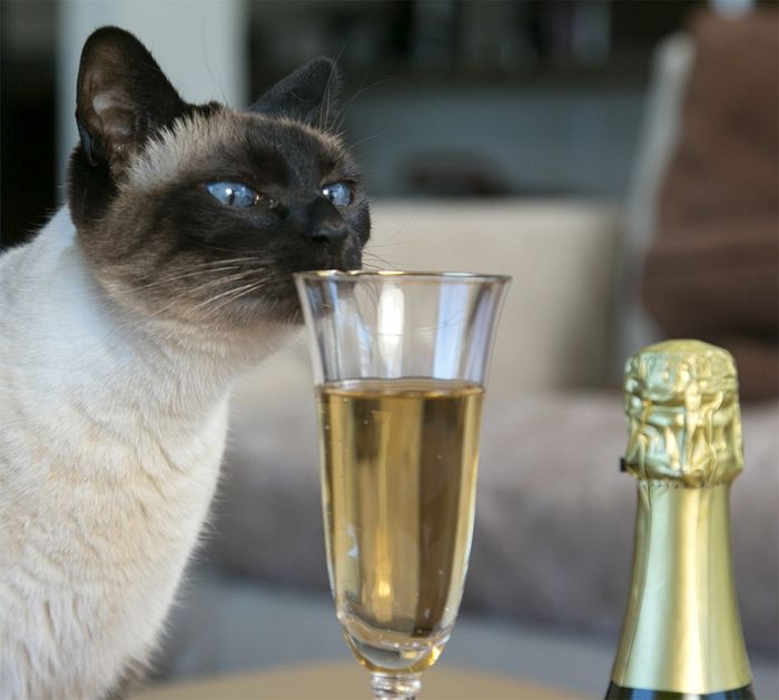 I need some advice on the alcohol subject......