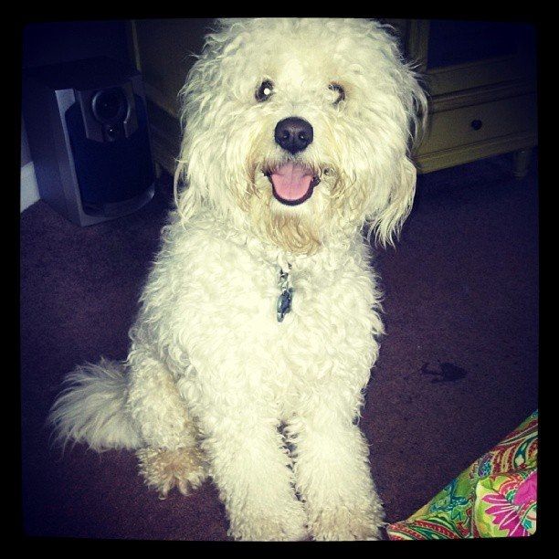 Just for fun, lets see your crazy pet child....