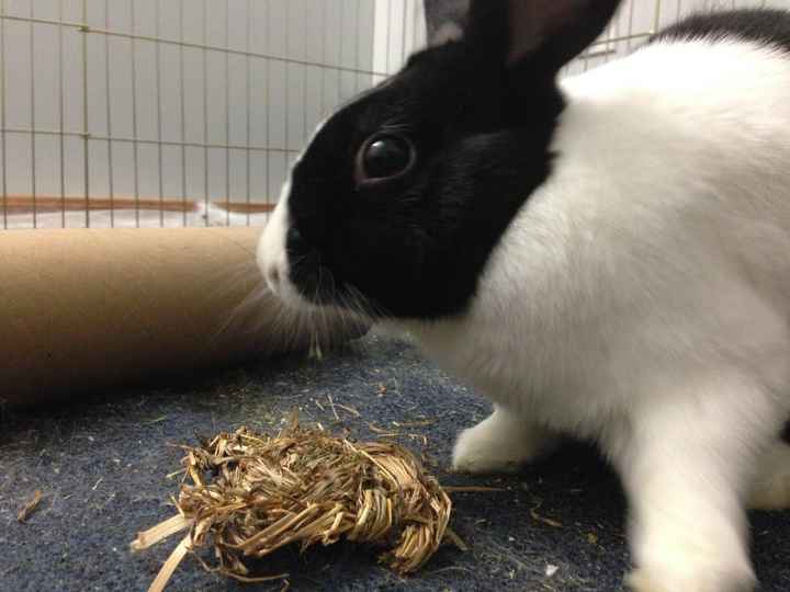 NWR: My four-legged child turns THREE today!!! *I want pics of yours*