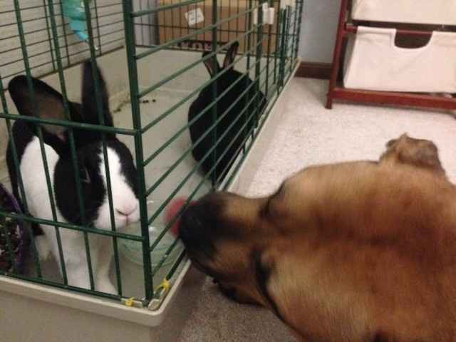 NWR - Lost 2 pets this week
