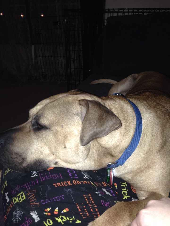 NWR lol people think my dogs are scary..