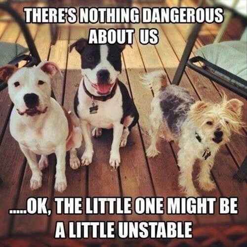 NWR lol people think my dogs are scary..