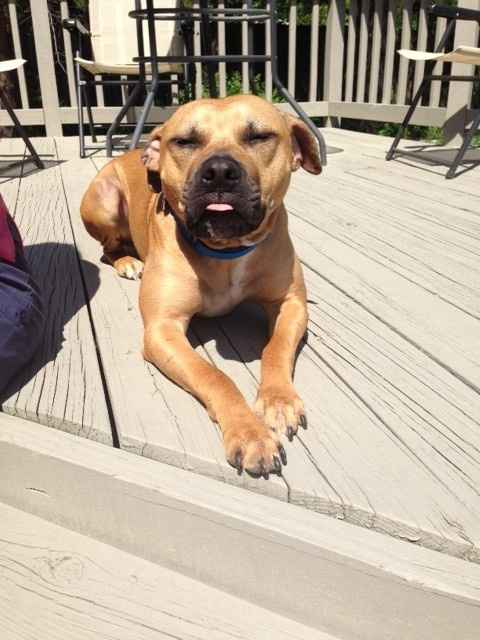 NWR lol people think my dogs are scary..