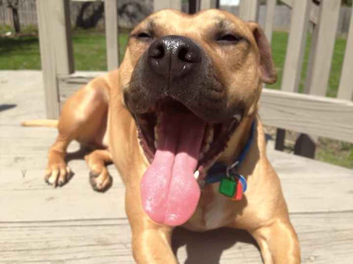 NWR: Happy Furry Fursday, let's see them fur babies!
