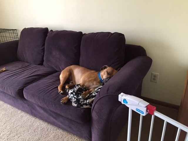 NWR My pitbull is too cute !!!