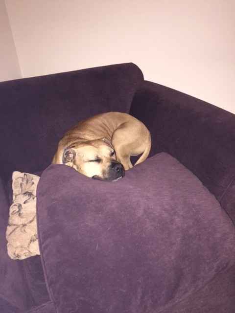 NWR My pitbull is too cute !!!
