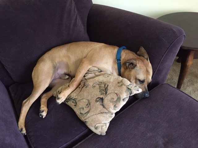NWR My pitbull is too cute !!!