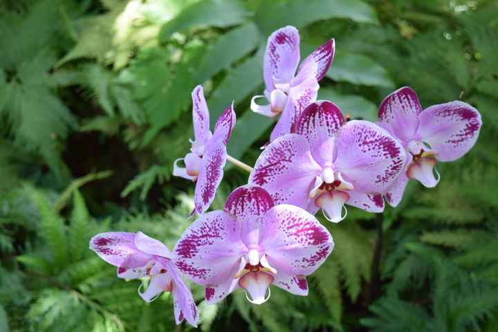 BAH - The Big Island of Hawaii