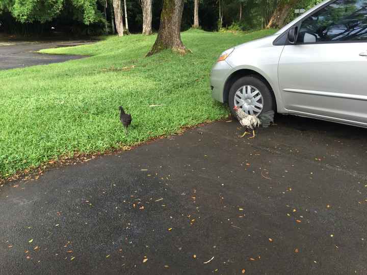BAH - The Big Island of Hawaii