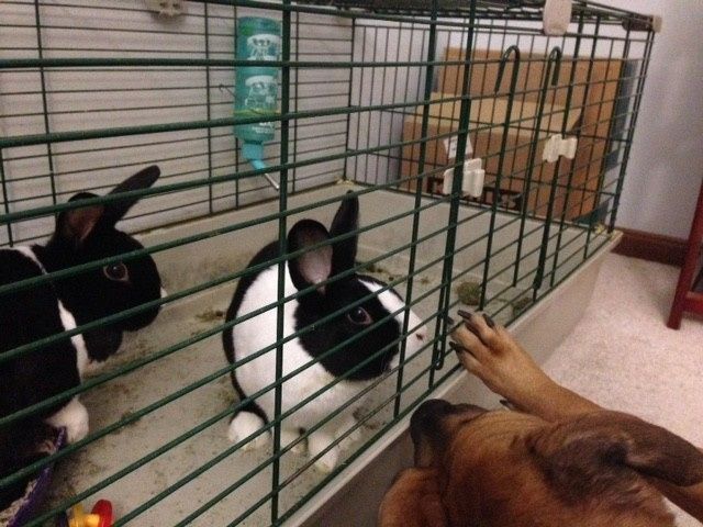 NWR - Lost 2 pets this week