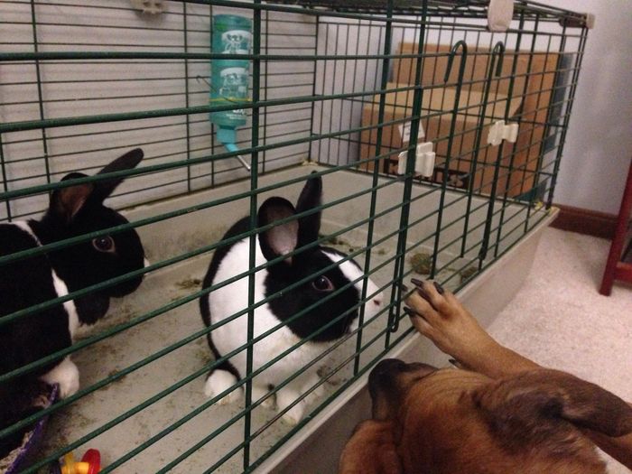 NWR: Pets "helping"
