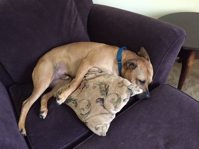NWR My pitbull is too cute !!!
