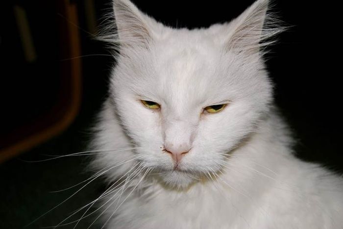 NWR:  What Memes Represent You?