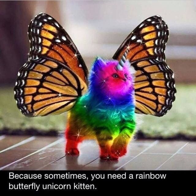 Winging It With Budget and Butterflies