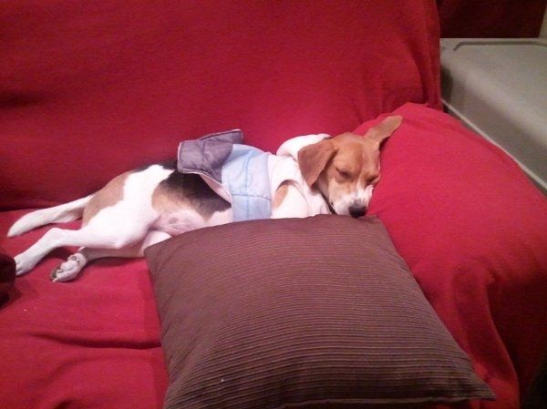 NWR - New Fur Baby