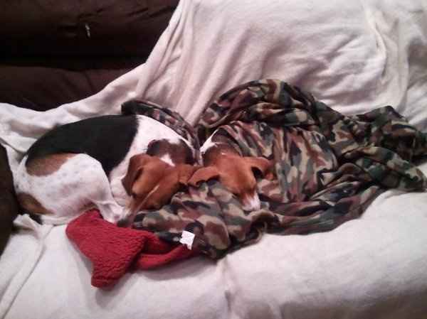 Furbabies (to lighten the mood)