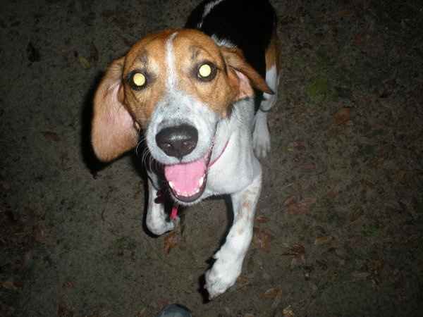 Furbabies (to lighten the mood)