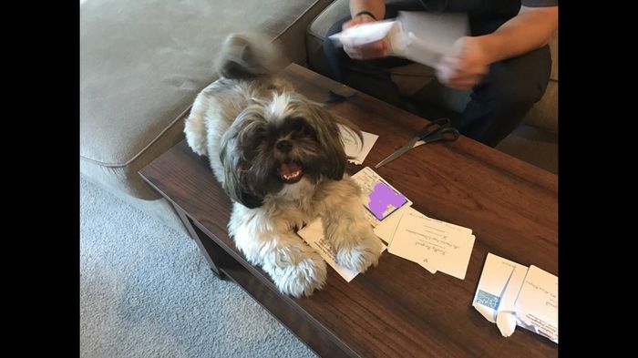 Pets "helping" you make things