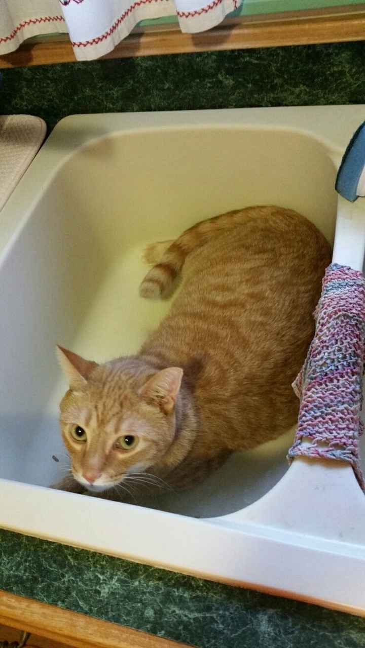 Show off your fur babies!