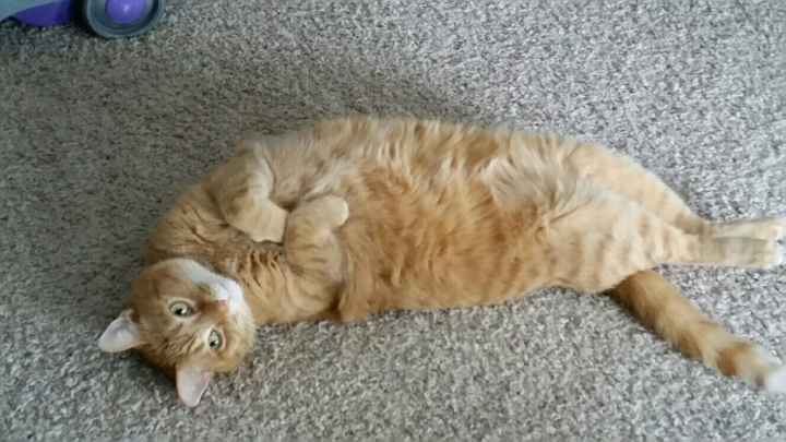 Thursday Fursday