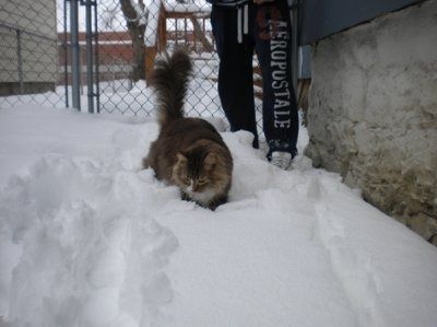 NWR: Share the holiday spirit :) Pictures of trees, your pets dressed up, DIY
