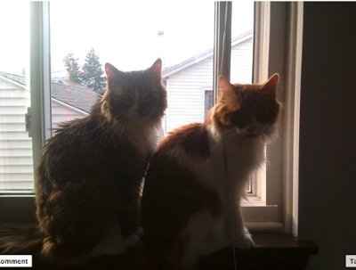 NWR: I want to see your pets!
