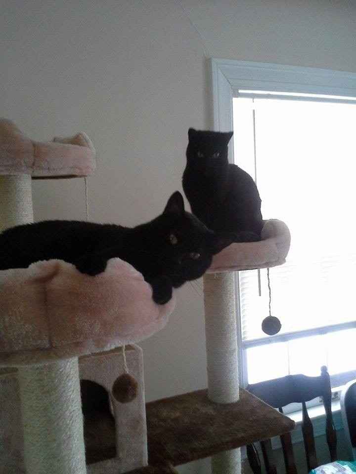 Let me see those fur babies!