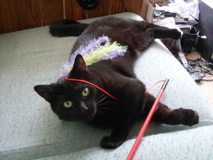 NWR- let me see your fur babies, awake and scared