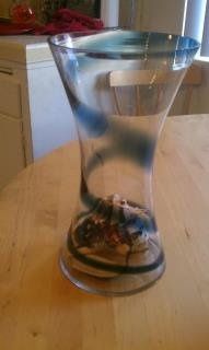 Help me find Big Shells!!!