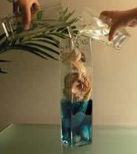 Help me find Big Shells!!!