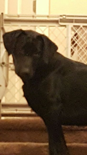 NWR - Dog Food Discussion