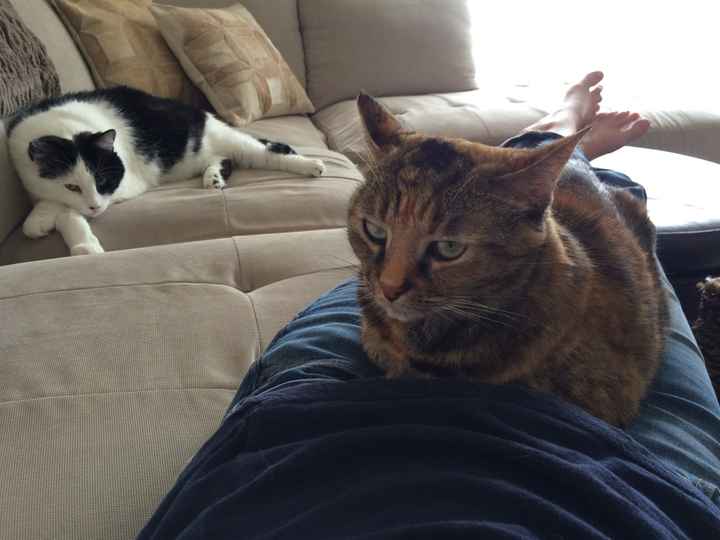 Show me your fur babies!