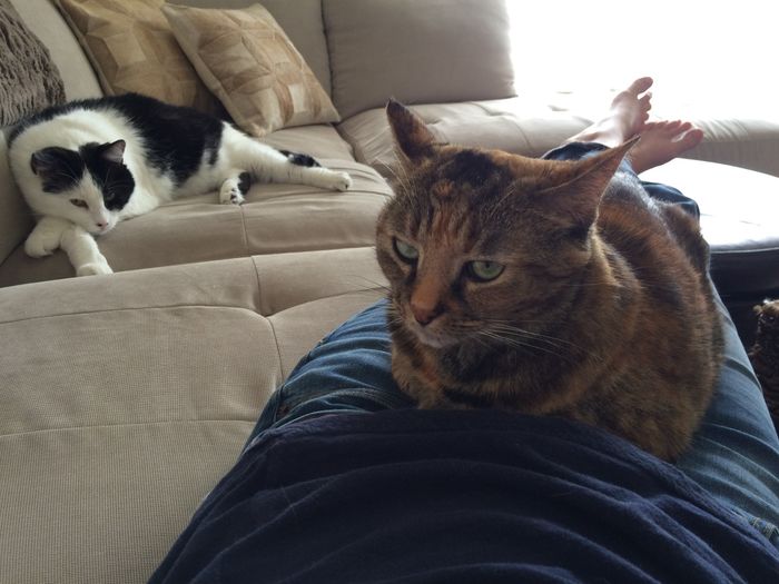 Show me your fur babies!