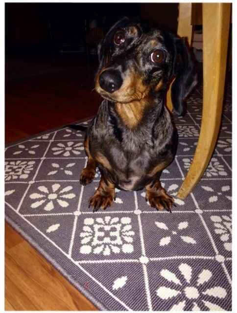 NWR: today is my Pups 2nd birthday!! Do you and your FH have a pet? Show pics!!!