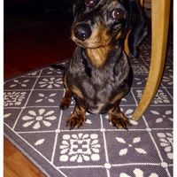 NWR: today is my Pups 2nd birthday!! Do you and your FH have a pet? Show pics!!!