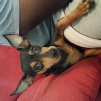 NWR: I got an early birthday present! It's a girl..puppy