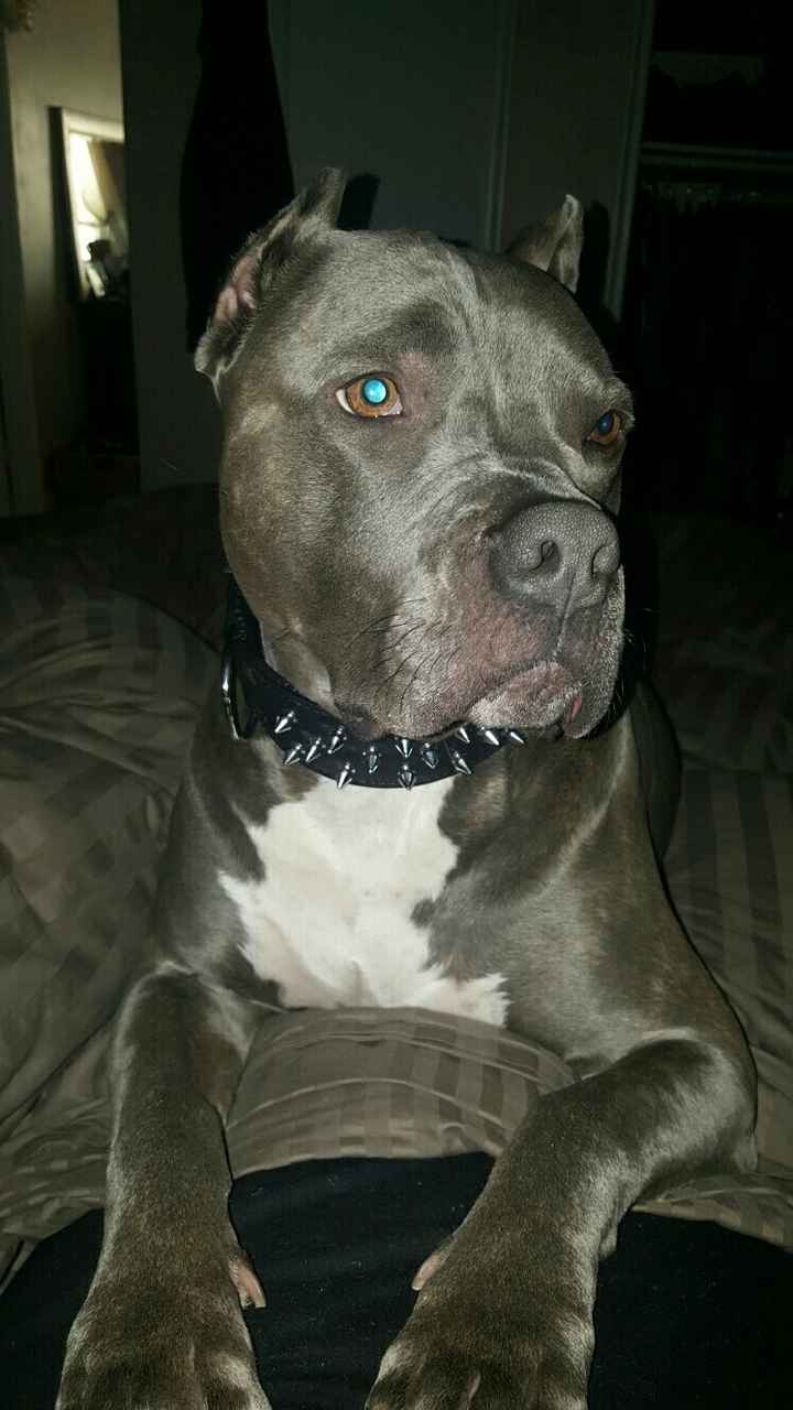 NWR: it's my dogs birthday!